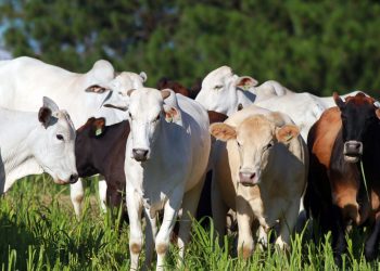 Preço da arroba bovina subiu 53% nos últimos 12 meses