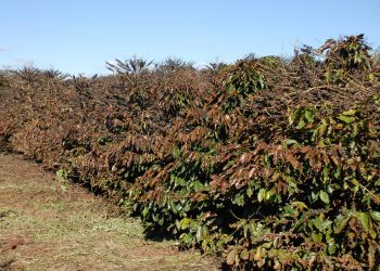 Entra em operação o serviço Alerta Geada para proteção de lavouras de café
