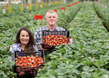 Produção de morango se destaca na região de Curitiba e cresce em todo Paraná