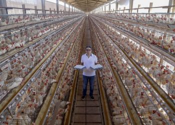 Com tradição e qualidade, Arapongas puxa a produção de ovos no Paraná