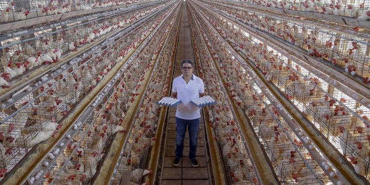 Com tradição e qualidade, Arapongas puxa a produção de ovos no Paraná