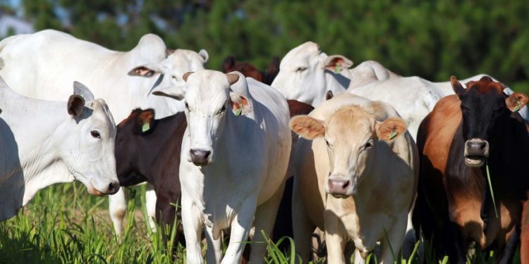 Com certificação da aftosa, Paraná vai acessar mercados que pagam mais pela carne