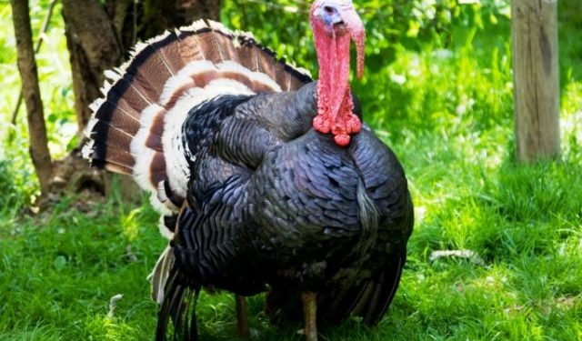 A conclusão é uma sacanagem (2)!