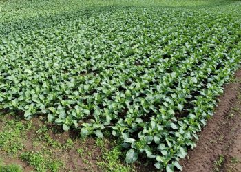 Brócolis e couve-flor de São José dos Pinhais se destacam na mesa dos paranaenses