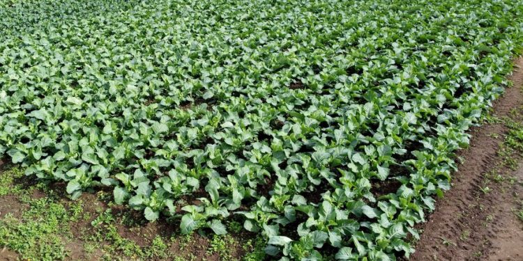 Brócolis e couve-flor de São José dos Pinhais se destacam na mesa dos paranaenses