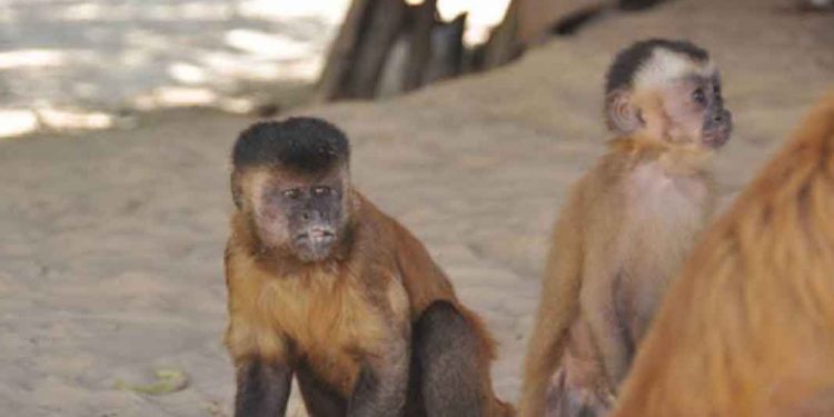 O Mercado de ações