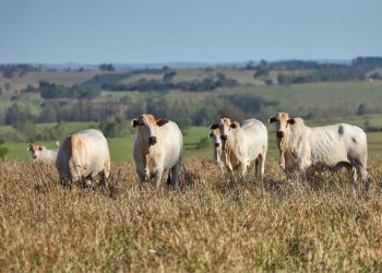 Campanha de Atualização dos Rebanhos termina no final deste mês