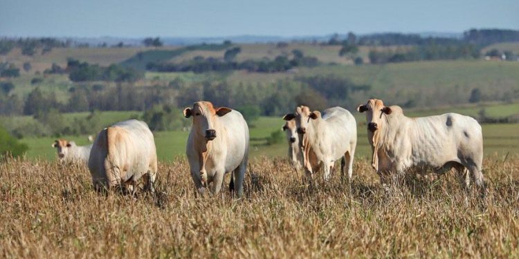 Campanha de Atualização dos Rebanhos termina no final deste mês