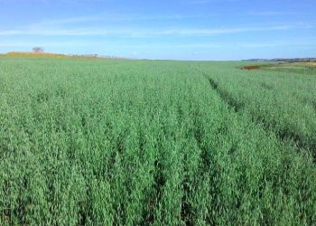 Aveia é opção de plantio de inverno, mas exige sementes certificadas, orienta IDR-PR