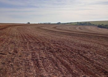 Vazio sanitário da soja começa nesta quinta-feira; proibição segue até 10 de setembro