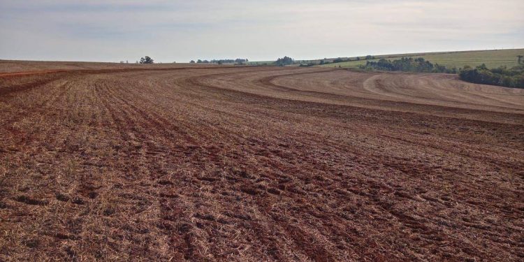 Vazio sanitário da soja começa nesta quinta-feira; proibição segue até 10 de setembro