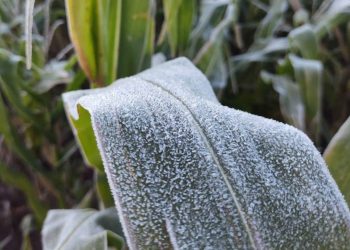 IDR-Paraná e Simepar alertam agronegócio para risco de geadas no Estado