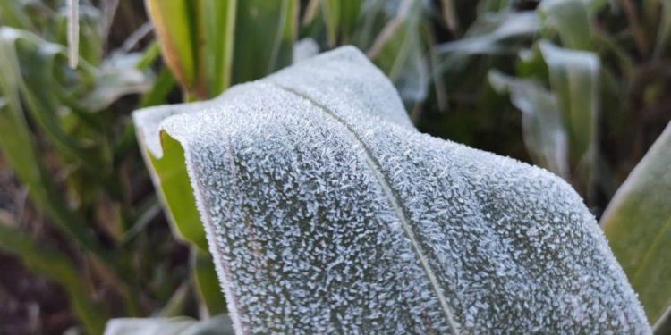 IDR-Paraná e Simepar alertam agronegócio para risco de geadas no Estado