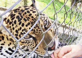 Paraná cria comitê para estabelecer estratégias no combate aos crimes contra animais silvestres