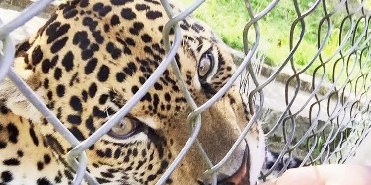 Paraná cria comitê para estabelecer estratégias no combate aos crimes contra animais silvestres