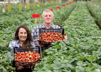Com apoio do IDR-Paraná, produtores adotam novas técnicas de cultivo do morango