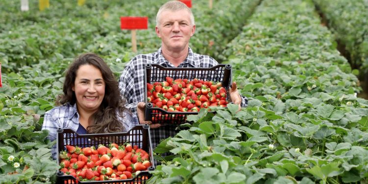 Com apoio do IDR-Paraná, produtores adotam novas técnicas de cultivo do morango