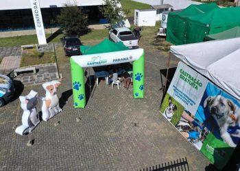 Castrapet vai esterilizar 400 animais nesta semana em Campo Mourão