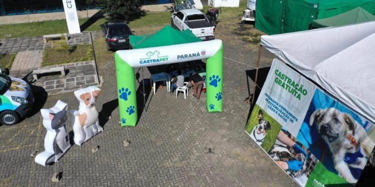 Castrapet vai esterilizar 400 animais nesta semana em Campo Mourão