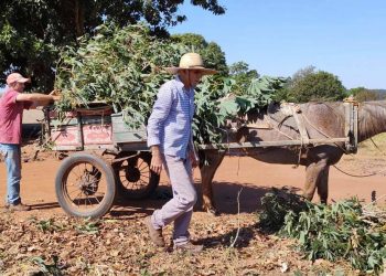 Com apoio do Estado, cultivo de mandioca ganha eficiência, tecnologia e movimenta economia