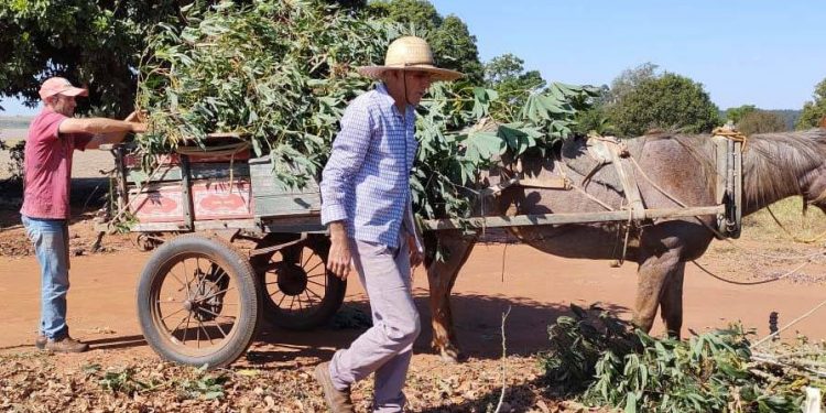 Com apoio do Estado, cultivo de mandioca ganha eficiência, tecnologia e movimenta economia