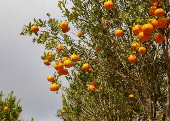 Com plantio que atravessa gerações, produção de poncã é a marca de Cerro Azul