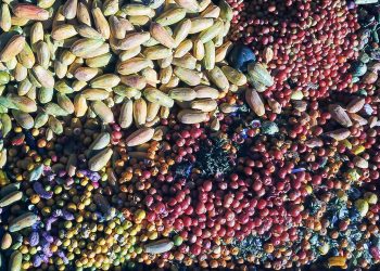 Paraná firma parceria com a Suécia para enfrentamento do desperdício de alimentos