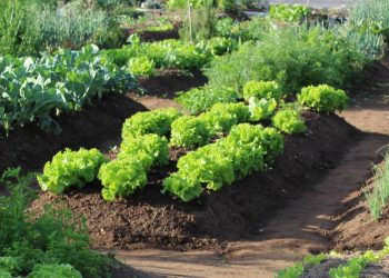 Agricultura lança segundo volume da cartilha que motiva o cultivo da horta em casa
