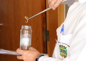 Vigilância alerta sobre incidência de escorpiões em alguns bairros