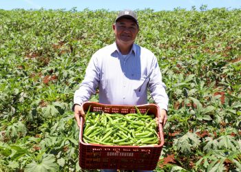 Estimulada por Uraí, no Norte, produção de quiabo começa a se expandir no Estado