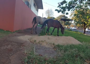 Fiscalização notifica responsável por cavalos soltos em via pública