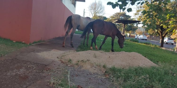 Fiscalização notifica responsável por cavalos soltos em via pública