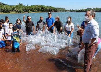 Reservatório do Parque Estadual Lago Azul recebe 300 mil alevinos