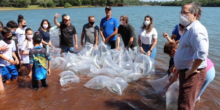 Reservatório do Parque Estadual Lago Azul recebe 300 mil alevinos