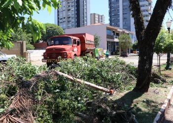 Revitalização da Avenida Irmãos Pereira prossegue com remoção e podas de árvores
