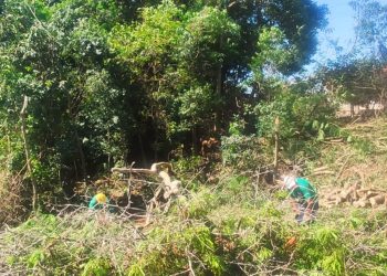 Secretaria extrai árvores exóticas invasoras no Parque do Lago