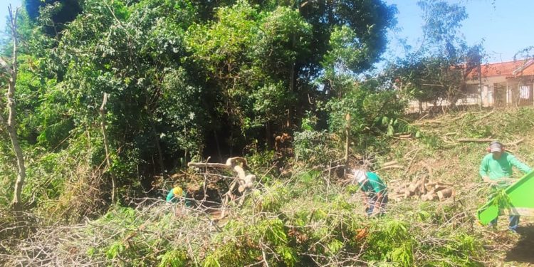 Secretaria extrai árvores exóticas invasoras no Parque do Lago