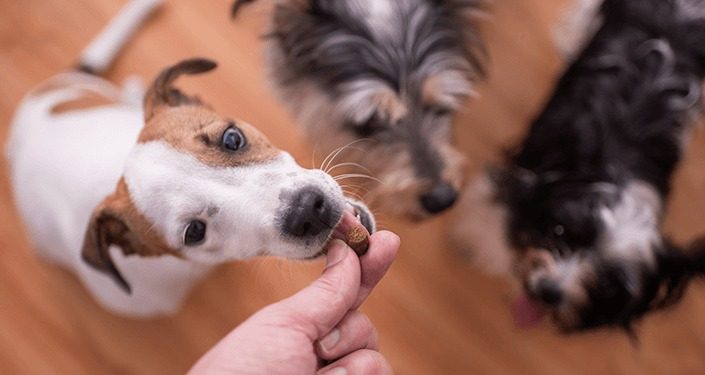 Procon determina suspensão de venda de petiscos suspeitos de contaminação para cães