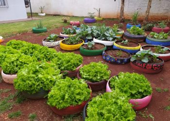 Horta é usada como recurso terapêutico pelo CAPS II