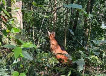 Após ser resgatado por PMs, lobo-guará volta à natureza com atuação de técnicos do IAT