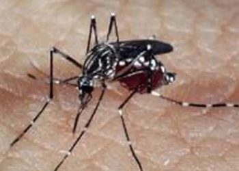 Profissionais de saúde alertam para ressurgimento do tipo 3 da dengue
