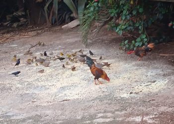 Um gesto simples e muito bonito!