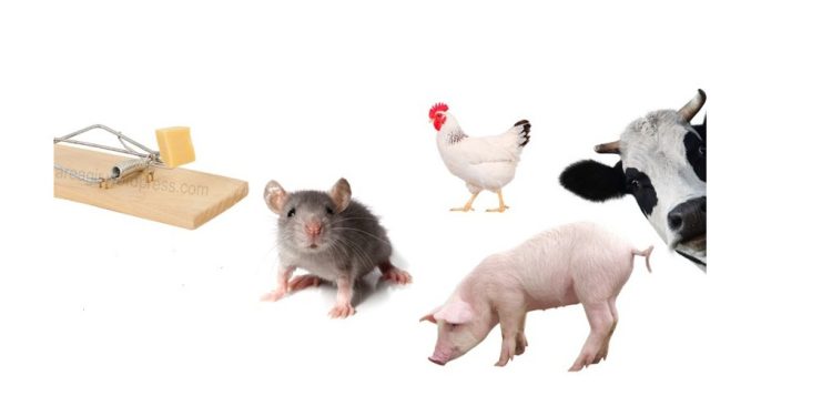 A fábula do rato!