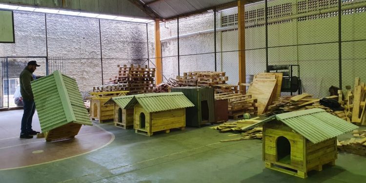 Casinhas feitas em penitenciária do Paraná vão ajudar a abrigar animais resgatados no RS