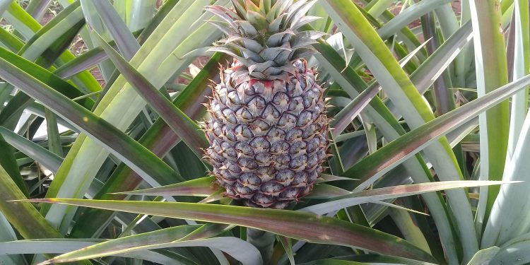 Com apoio do IDR-Paraná, abacaxi orgânico é aposta de produtores do Norte Pioneiro