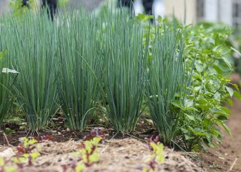 Produtores paranaenses ampliam área de plantio de salsinha e cebolinha