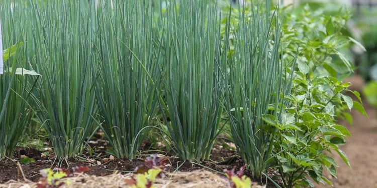 Produtores paranaenses ampliam área de plantio de salsinha e cebolinha