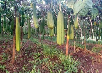 Que bucha é essa? Paraná é destaque na produção da planta, que chega a 41 municípios
