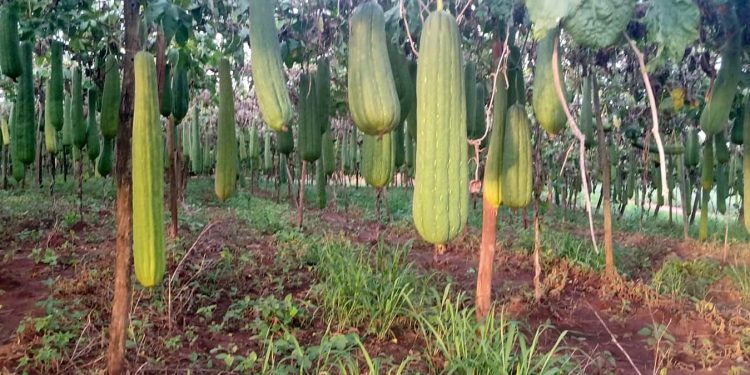 Que bucha é essa? Paraná é destaque na produção da planta, que chega a 41 municípios