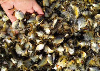 Rio Vivo: conheça as espécies de peixes que estão repovoando as águas doces do Paraná